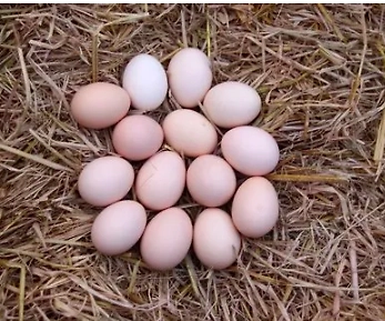 Desi Eggs